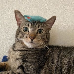 Meet your Posher, Hailey